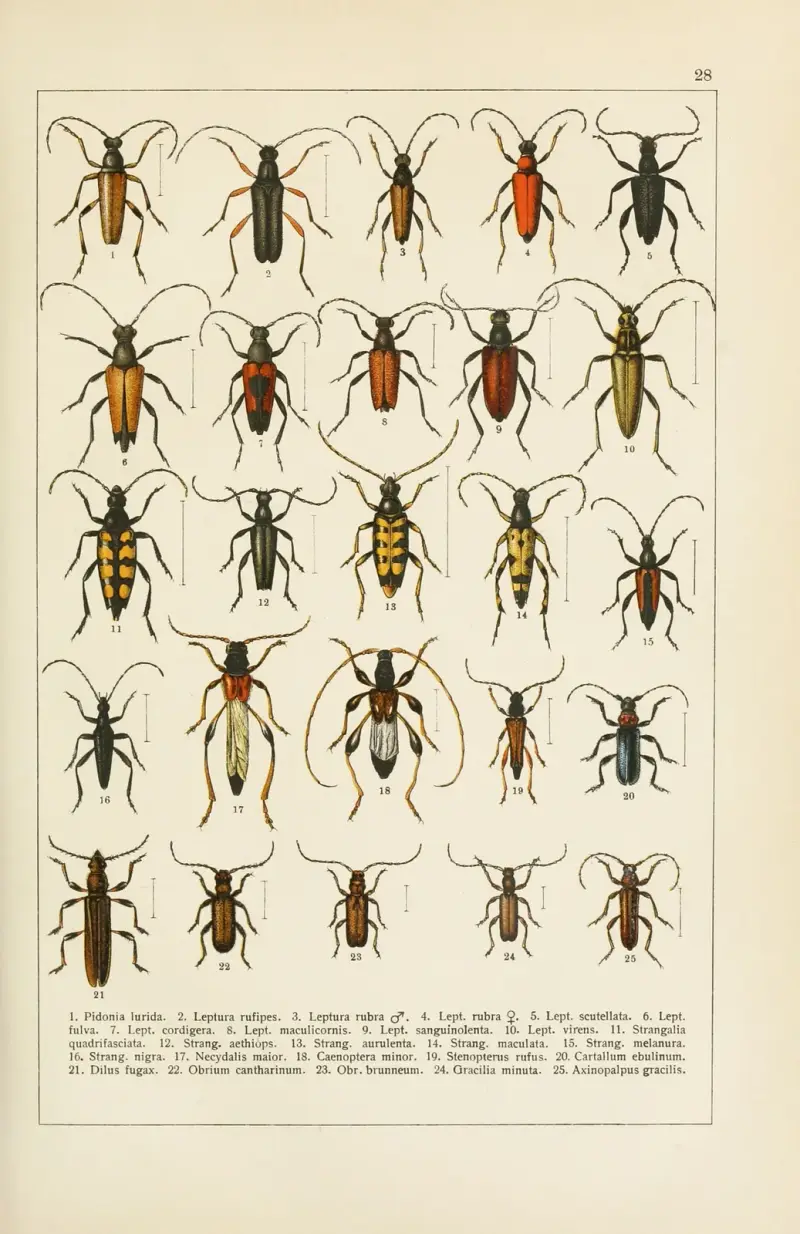 Calwers Käferbuch Pl.08 av Carl Gustav Calwer