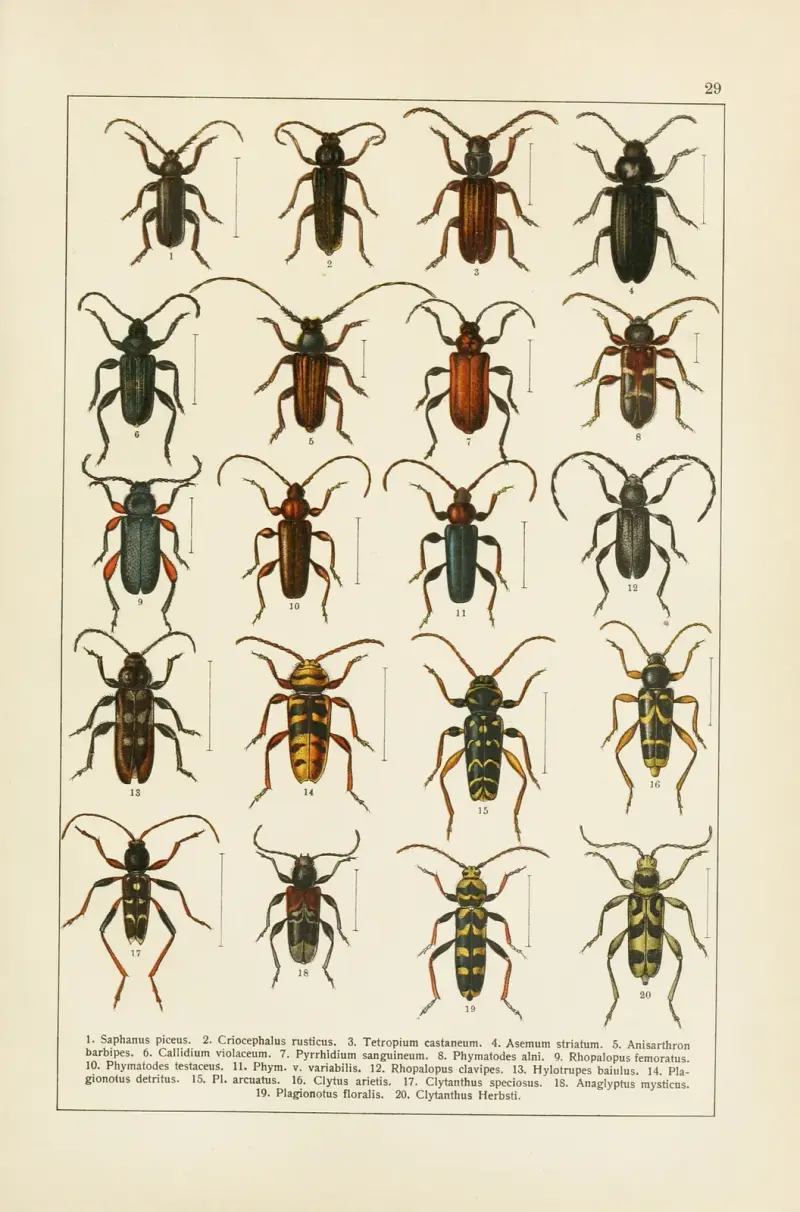 Calwers Käferbuch Pl.09 av Carl Gustav Calwer