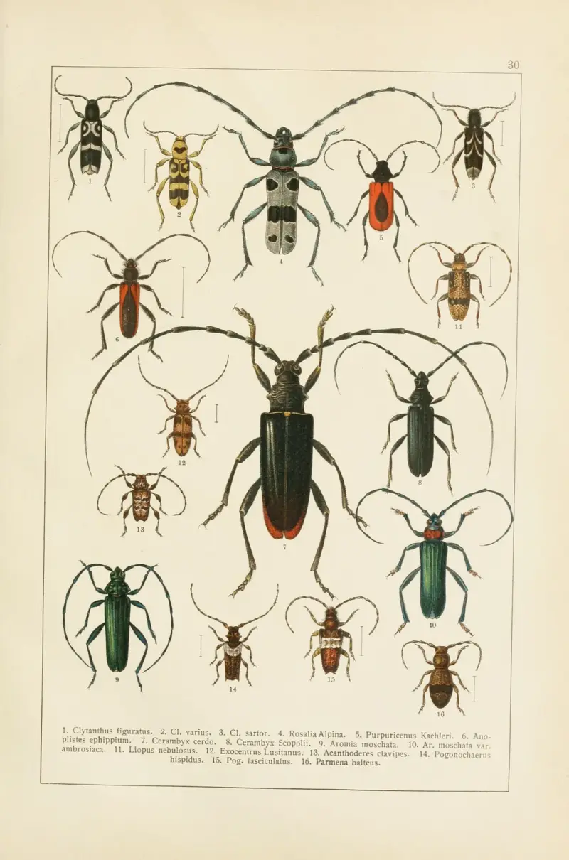 Calwers Käferbuch Pl.10 av Carl Gustav Calwer