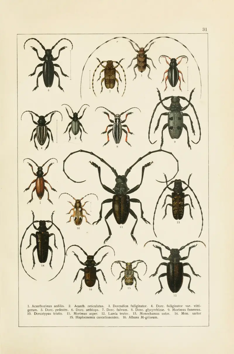 Calwers Käferbuch Pl.11 av Carl Gustav Calwer