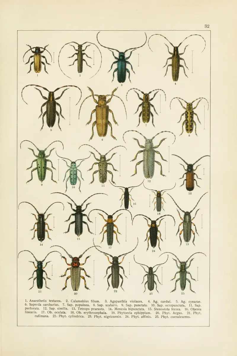 Calwers Käferbuch Pl.12 av Carl Gustav Calwer