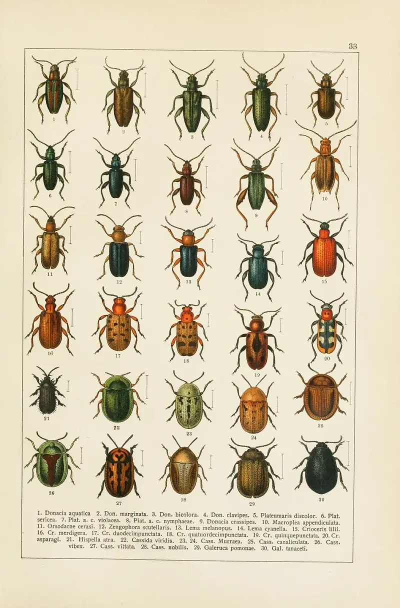Calwers Käferbuch Pl.13 av Carl Gustav Calwer
