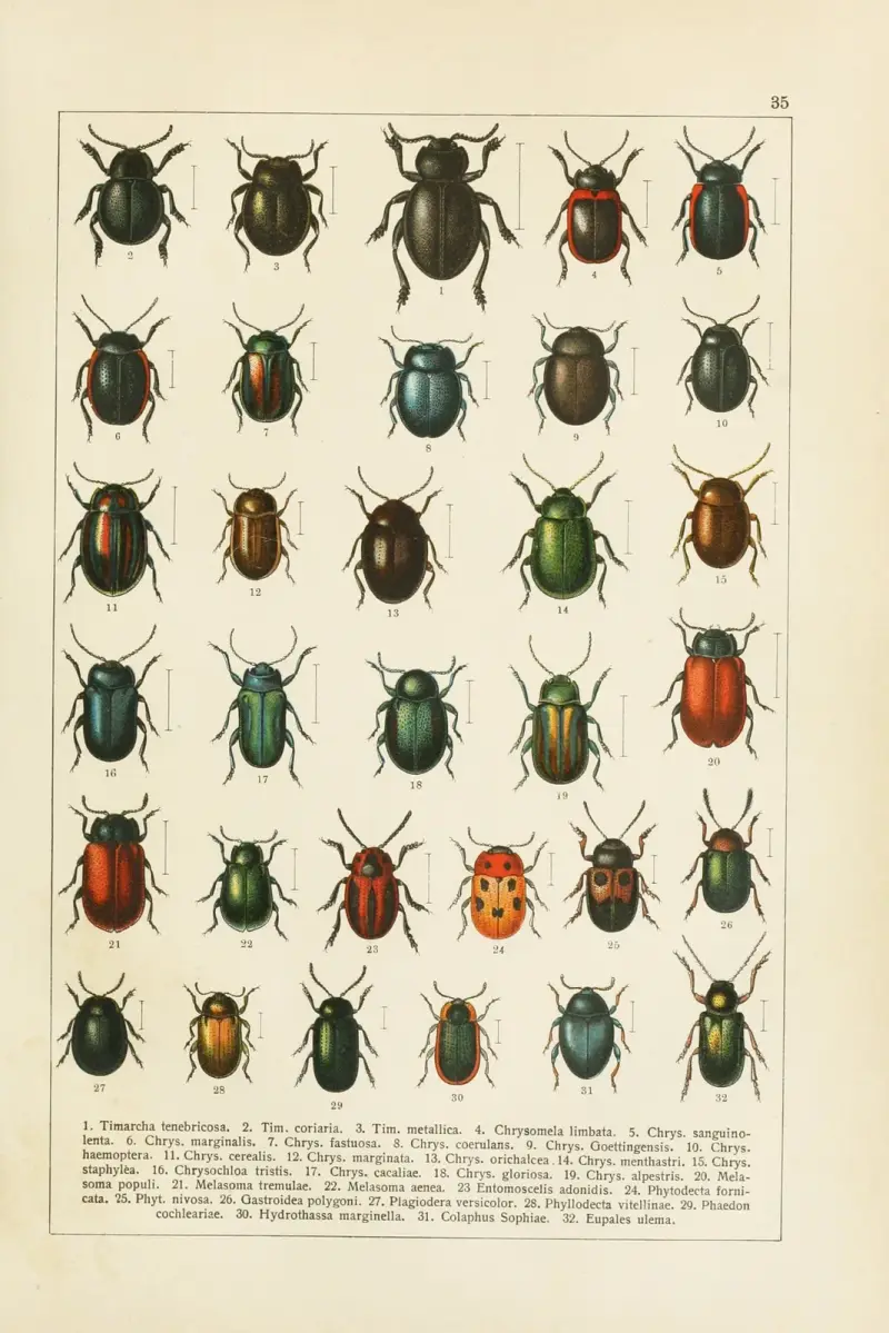 Calwers Käferbuch Pl.15 av Carl Gustav Calwer