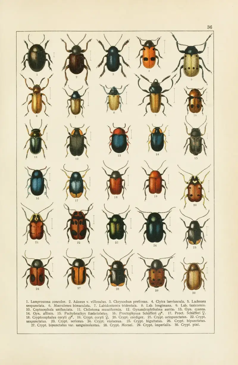 Calwers Käferbuch Pl.16 av Carl Gustav Calwer