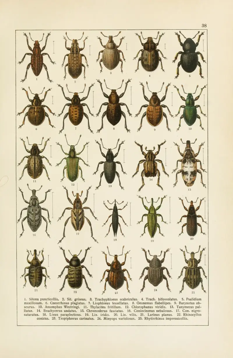 Calwers Käferbuch Pl.18 av Carl Gustav Calwer