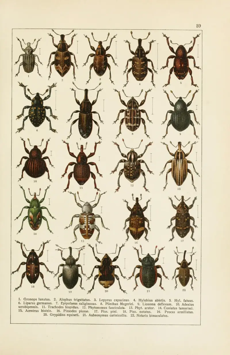 Calwers Käferbuch Pl.19 av Carl Gustav Calwer