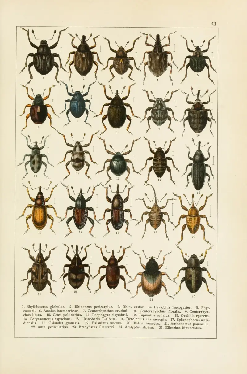 Calwers Käferbuch Pl.21 av Carl Gustav Calwer