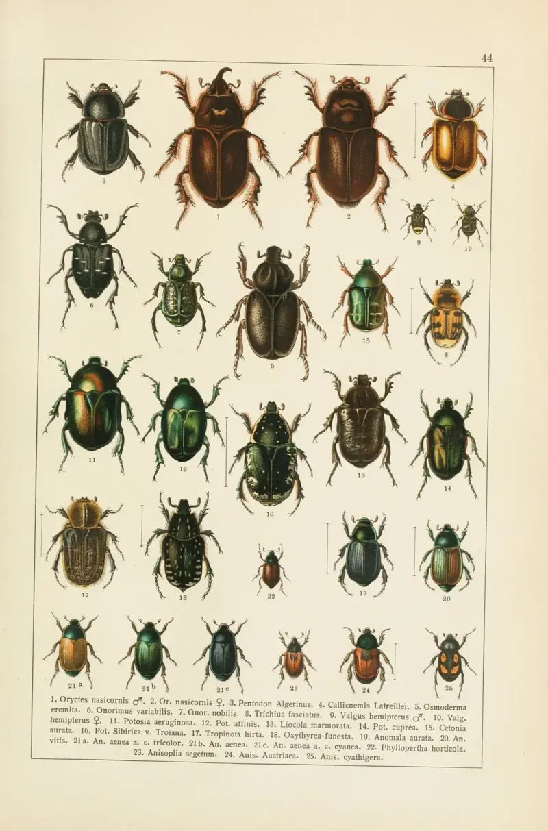 Calwers Käferbuch Pl.24 av Carl Gustav Calwer