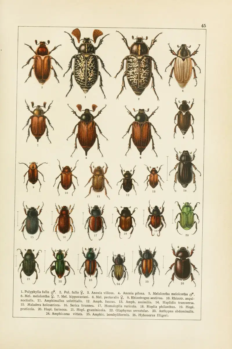 Calwers Käferbuch Pl.25 av Carl Gustav Calwer