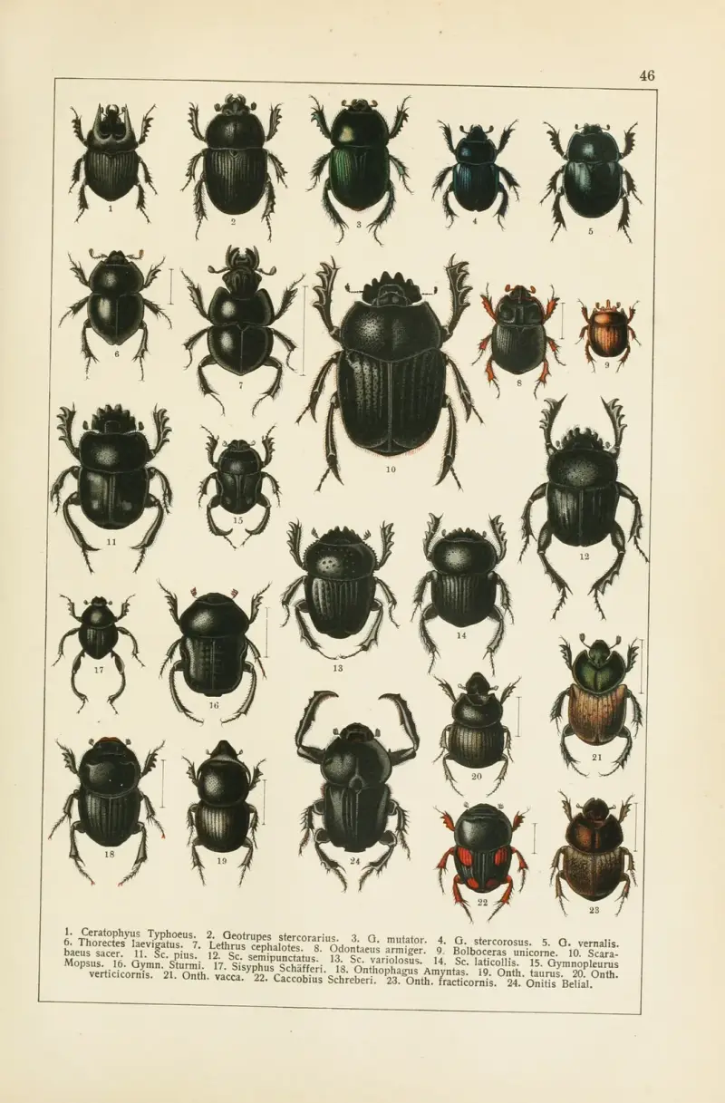 Calwers Käferbuch Pl.26 av Carl Gustav Calwer