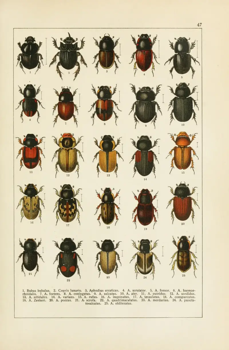 Calwers Käferbuch Pl.27 av Carl Gustav Calwer