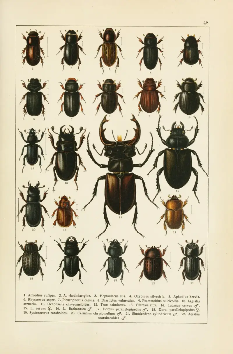 Calwers skalbaggsbok Pl.28 av Carl Gustav Calwer