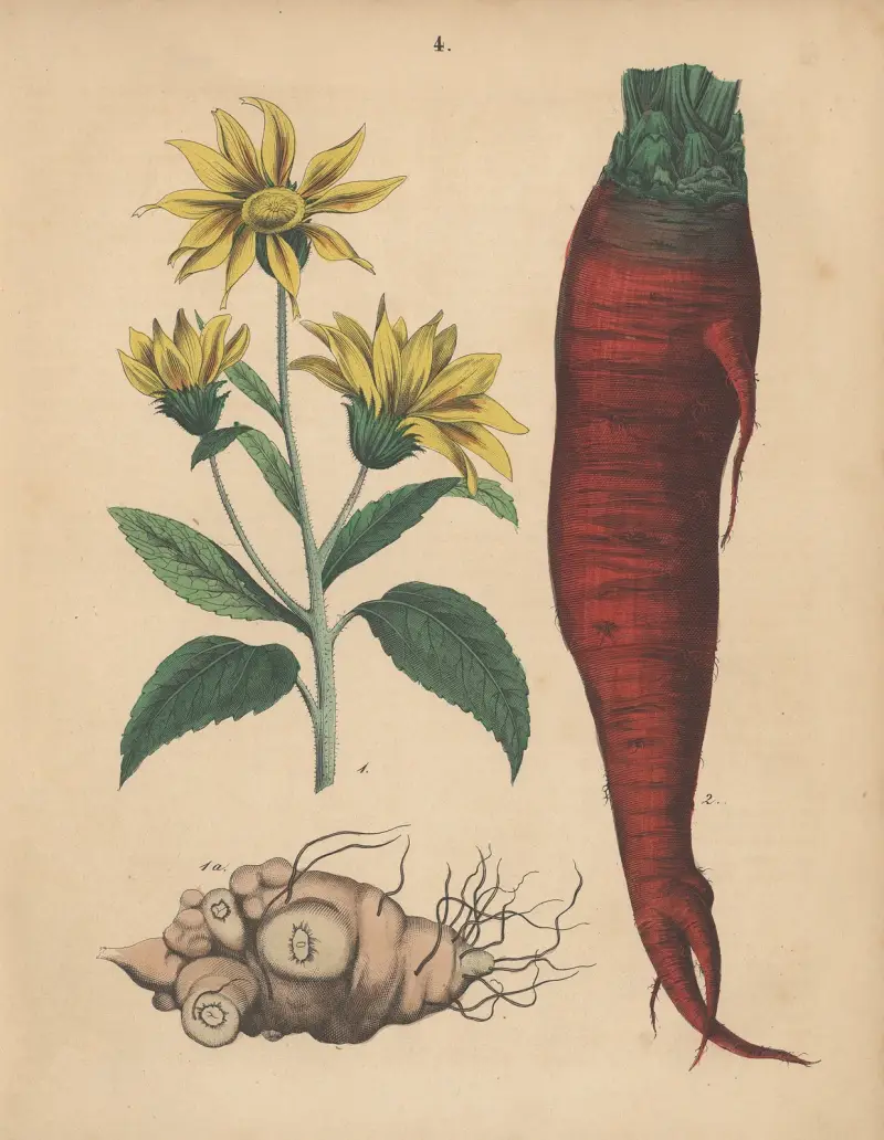 Deutschlands Feld- und Gartengewächse Pl.04 av Carl Gustav Calwer