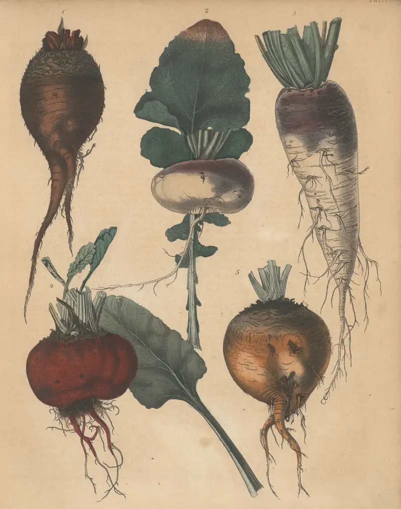 Deutschlands Feld- und Gartengewächse Pl.05 av Carl Gustav Calwer