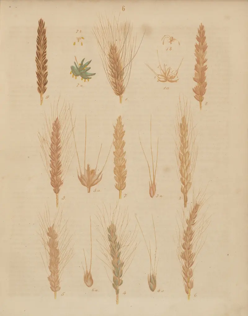 Deutschlands Feld- und Gartengewächse Pl.06 av Carl Gustav Calwer