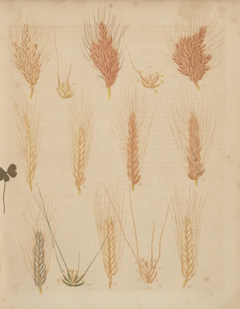 Deutschlands Feld- und Gartengewächse Pl.08 av Carl Gustav Calwer
