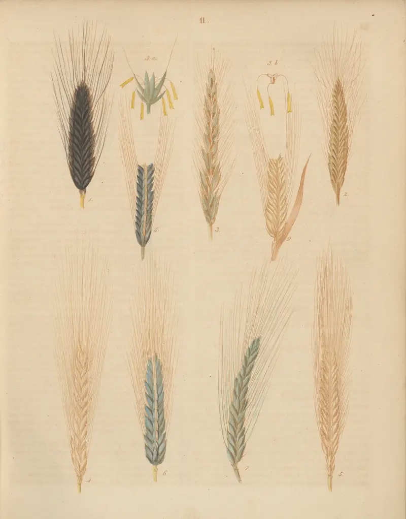 Deutschlands Feld- und Gartengewächse Pl.11 av Carl Gustav Calwer