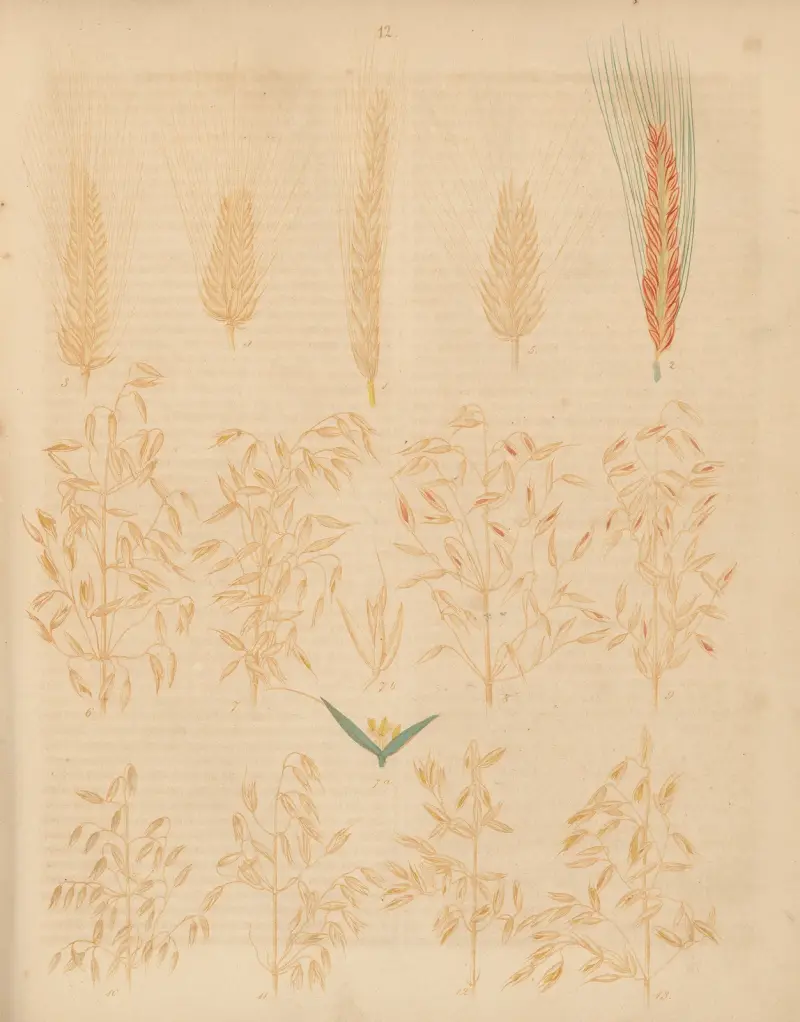 Deutschlands Feld- und Gartengewächse Pl.12 av Carl Gustav Calwer