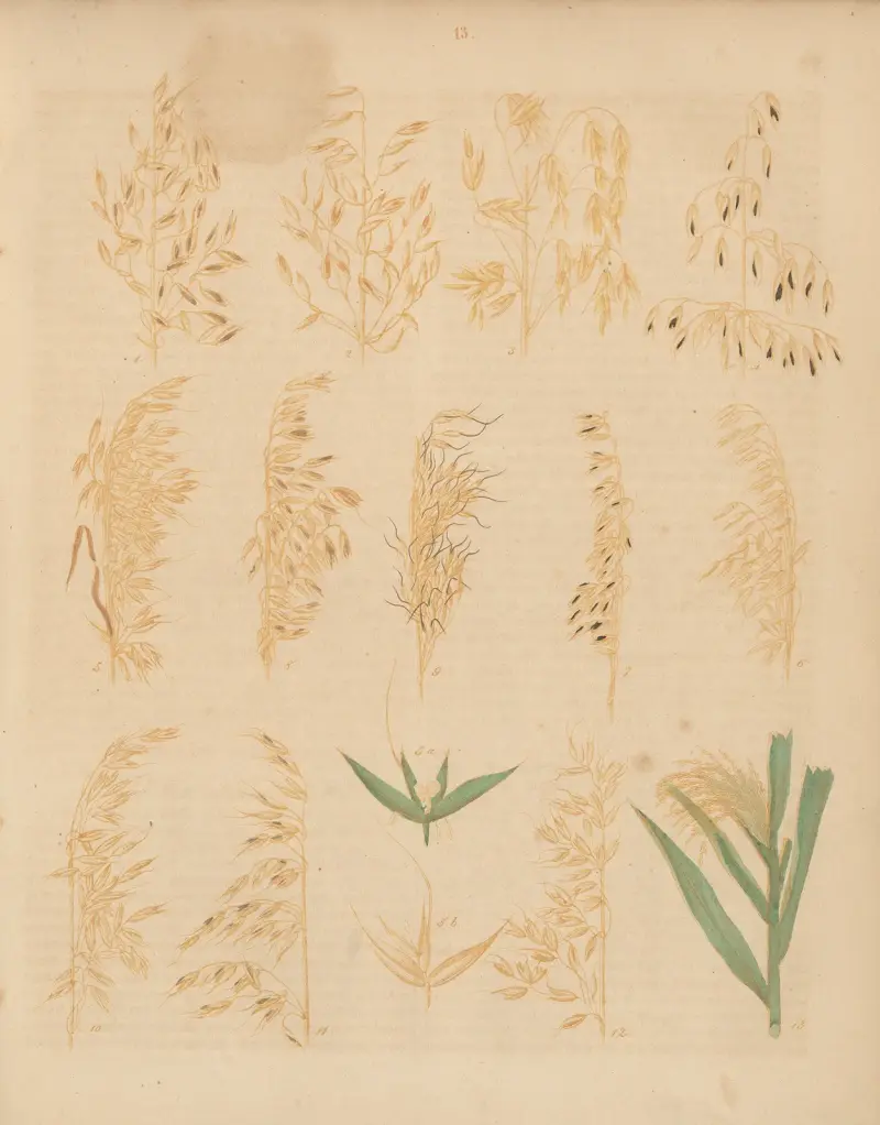 Deutschlands Feld- und Gartengewächse Pl.13 av Carl Gustav Calwer