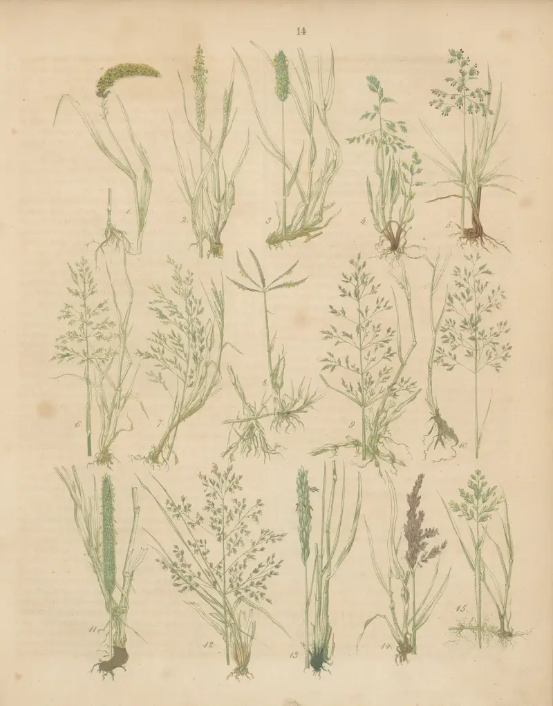 Deutschlands Feld- und Gartengewächse Pl.14 av Carl Gustav Calwer