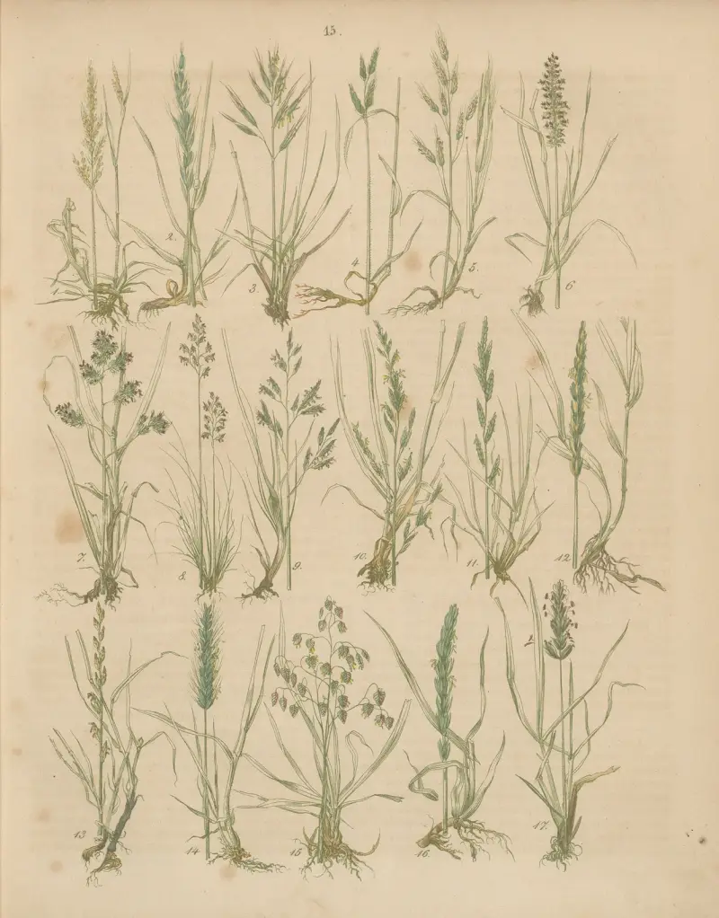 Deutschlands Feld- und Gartengewächse Pl.15 av Carl Gustav Calwer