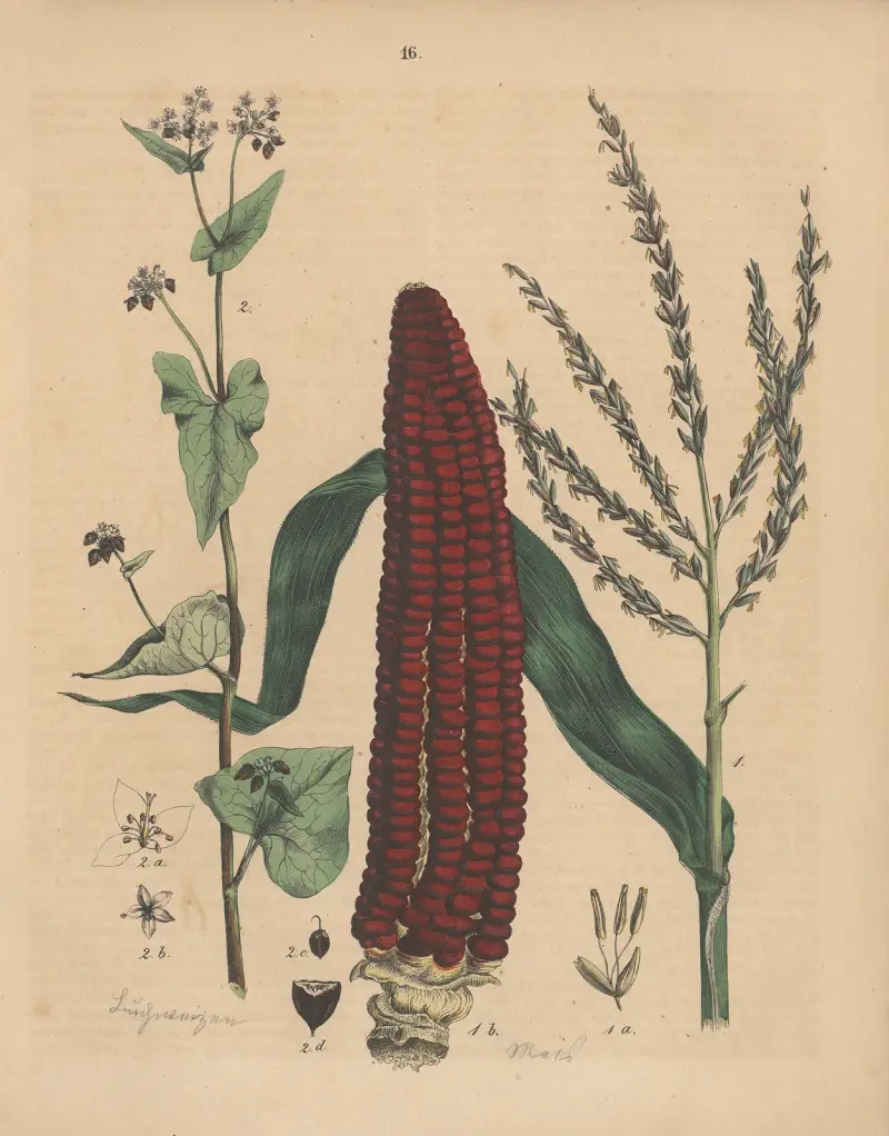 Deutschlands Feld- und Gartengewächse Pl.16 av Carl Gustav Calwer