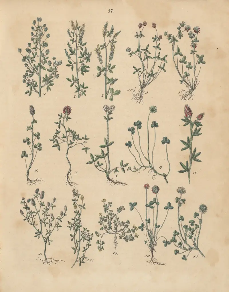 Deutschlands Feld- und Gartengewächse Pl.17 av Carl Gustav Calwer