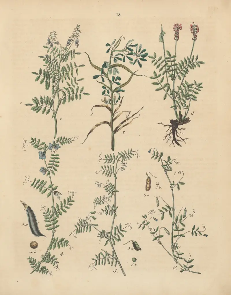 Deutschlands Feld- und Gartengewächse Pl.18 av Carl Gustav Calwer