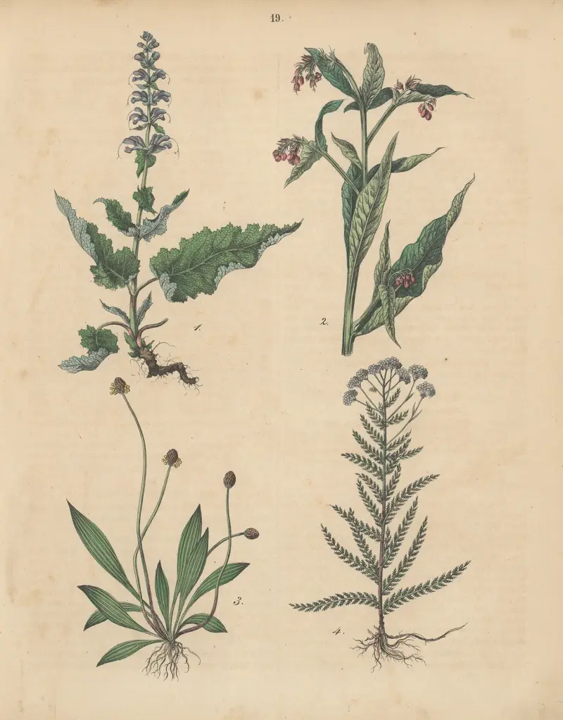 Deutschlands Feld- und Gartengewächse Pl.19 av Carl Gustav Calwer