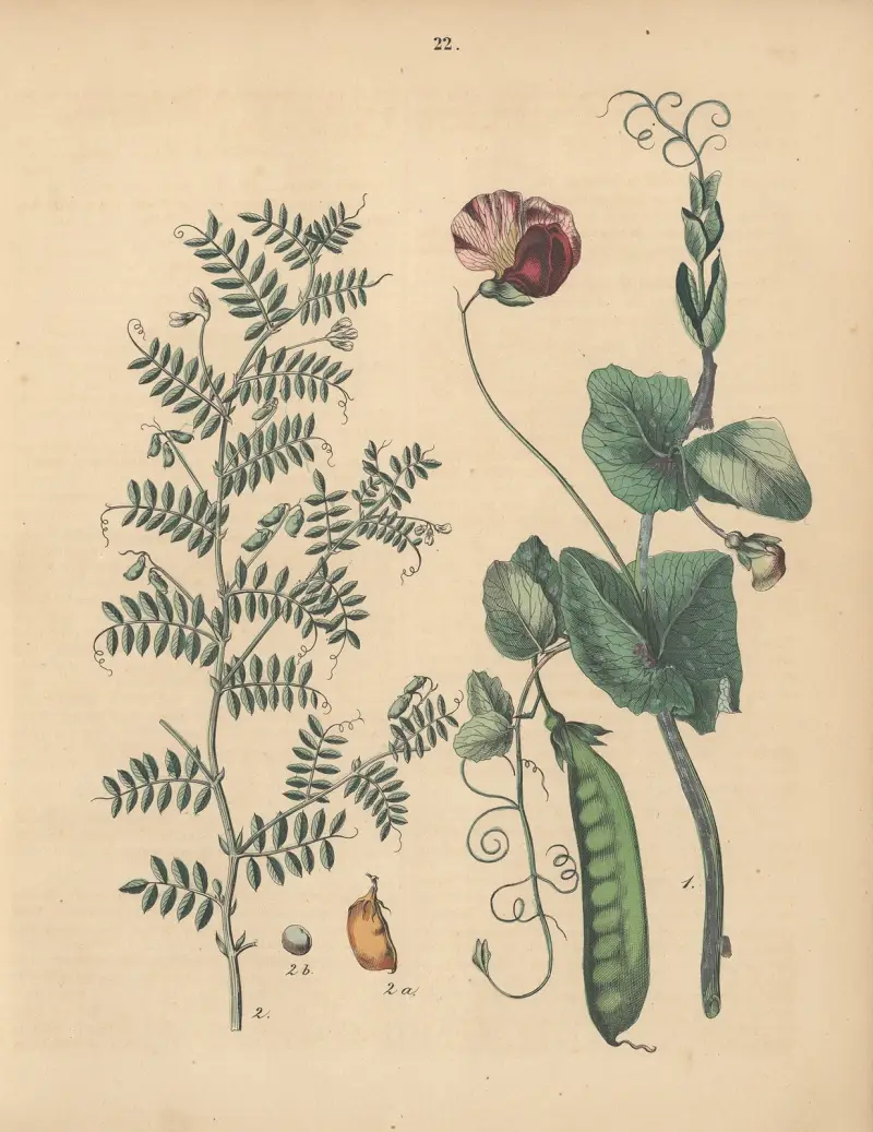 Deutschlands Feld- und Gartengewächse Pl.22 av Carl Gustav Calwer