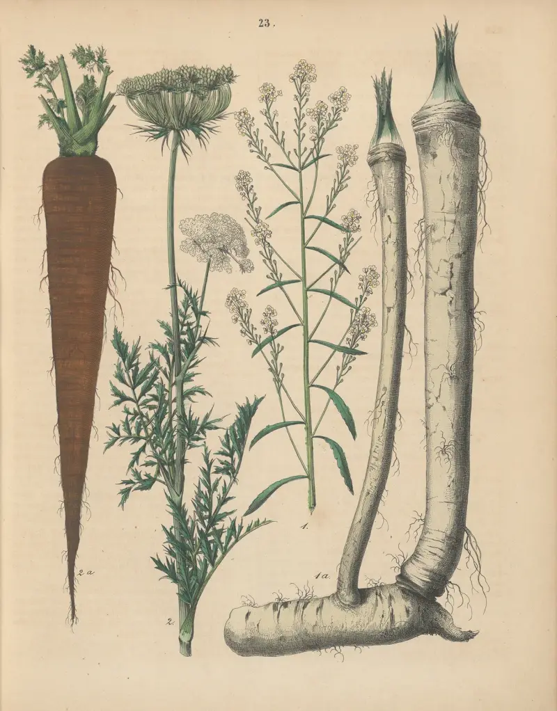 Deutschlands Feld- und Gartengewächse Pl.23 av Carl Gustav Calwer