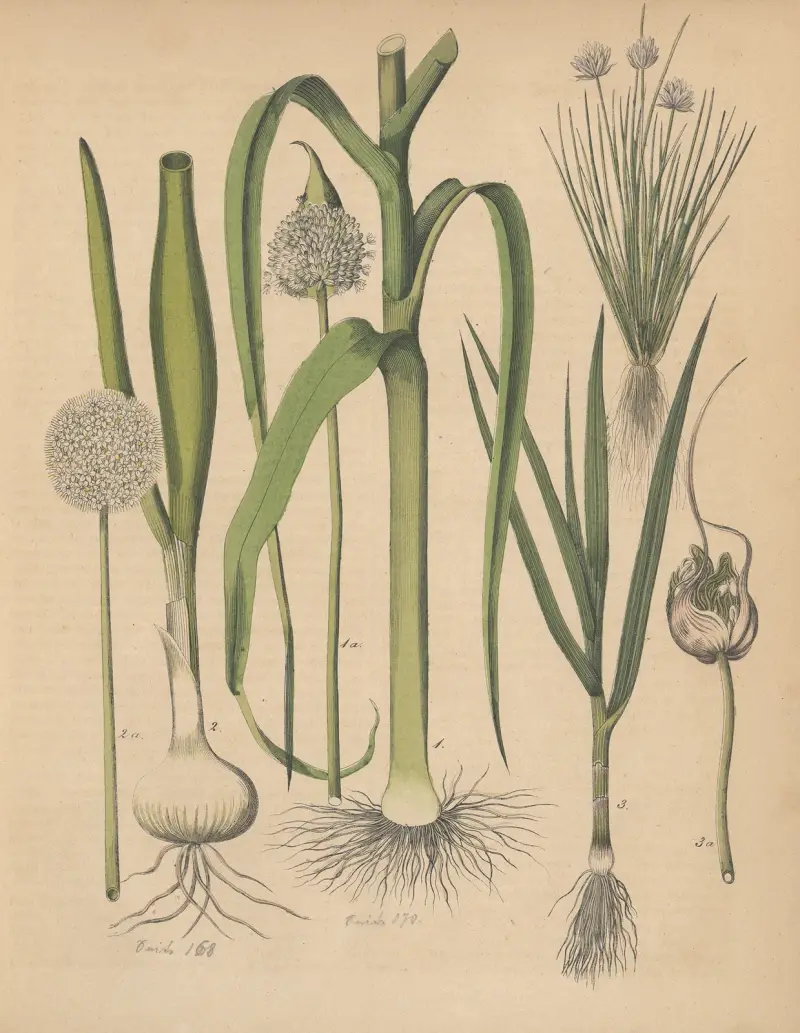 Deutschlands Feld- und Gartengewächse Pl.26 av Carl Gustav Calwer