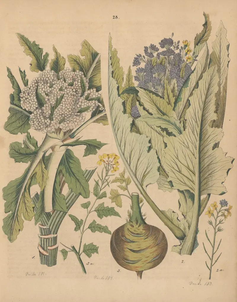Deutschlands Feld- und Gartengewächse Pl.28 av Carl Gustav Calwer