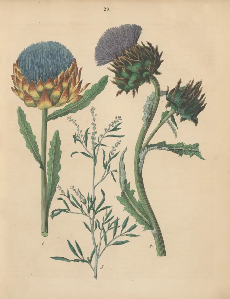 Deutschlands Feld- und Gartengewächse Pl.29 av Carl Gustav Calwer