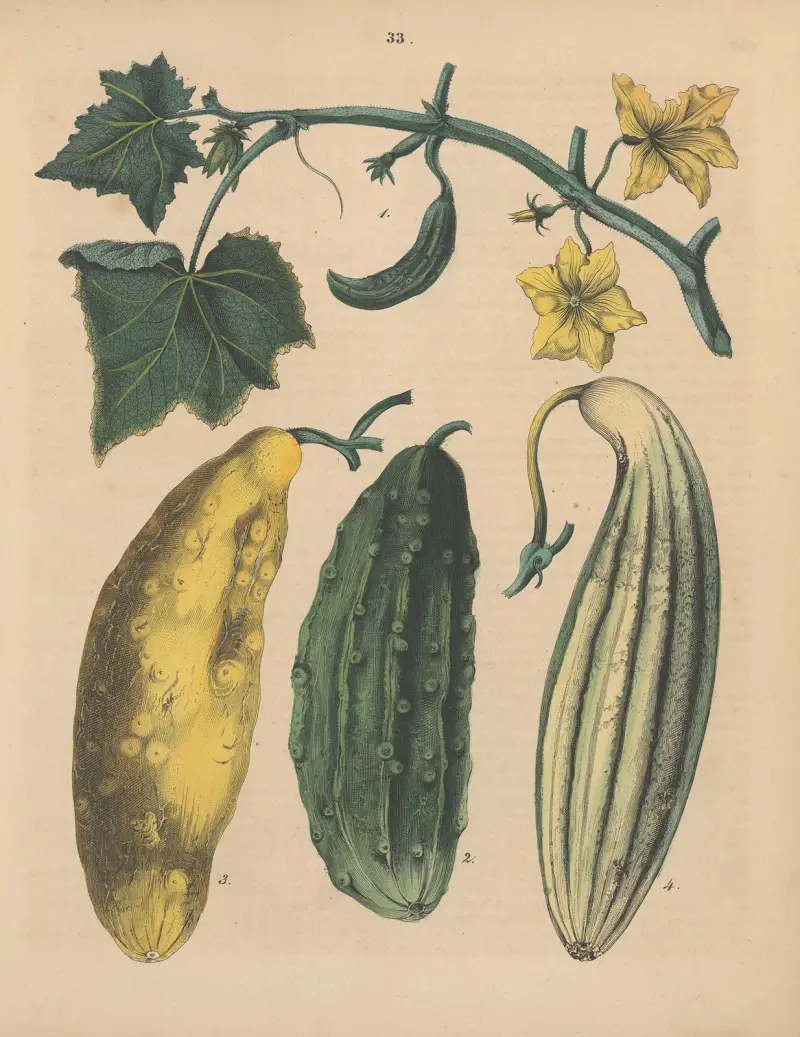 Deutschlands Feld- und Gartengewächse Pl.33 av Carl Gustav Calwer