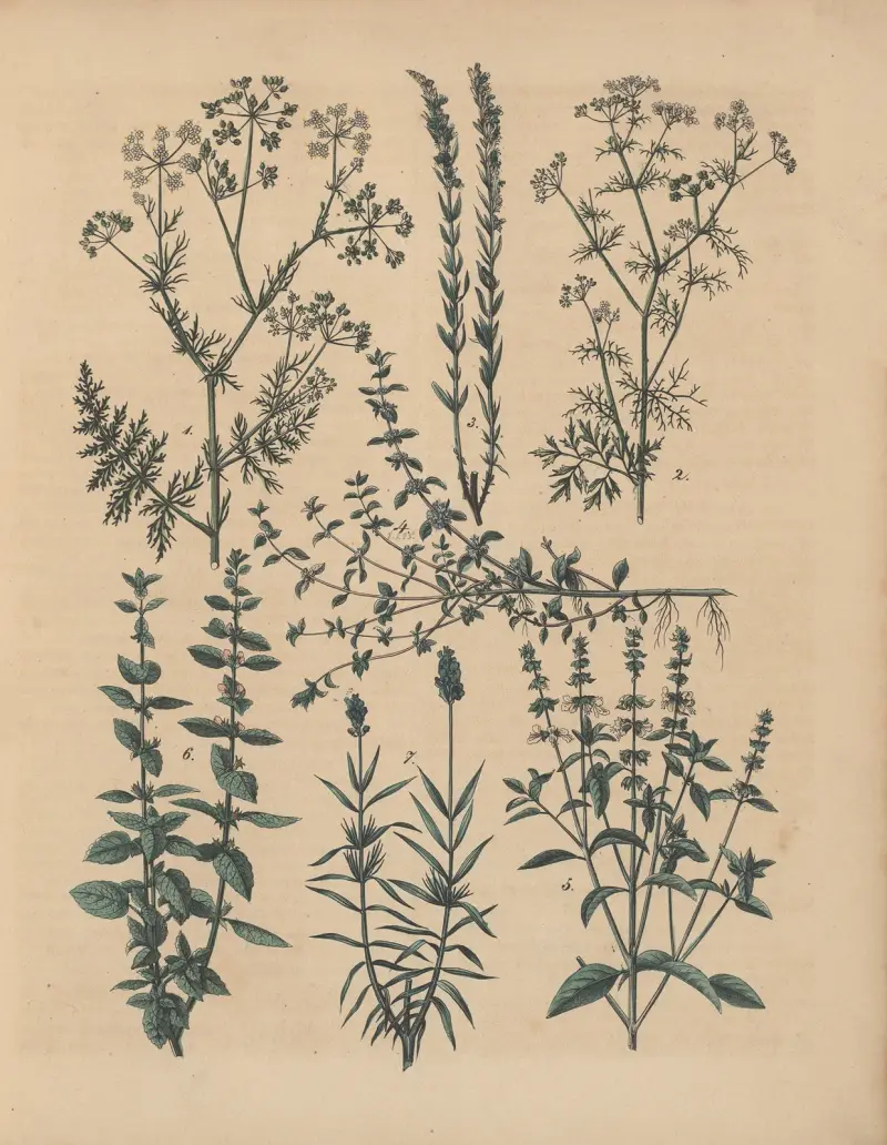 Deutschlands Feld- und Gartengewächse Pl.34 av Carl Gustav Calwer
