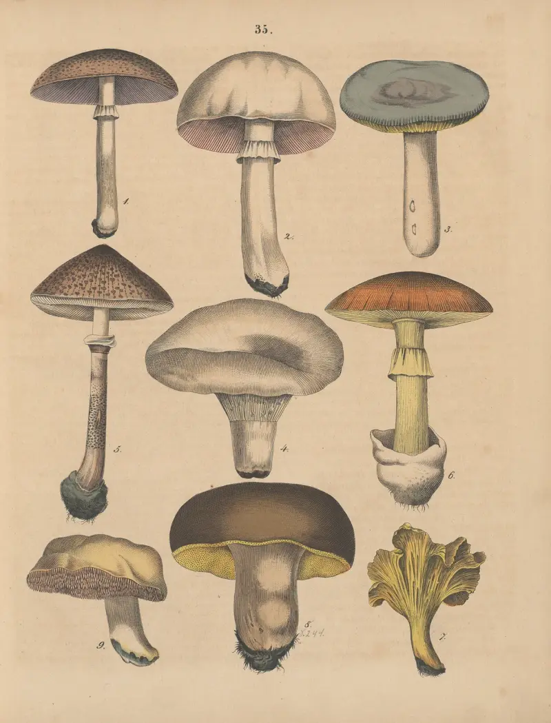 Deutschlands Feld- und Gartengewächse Pl.35 av Carl Gustav Calwer