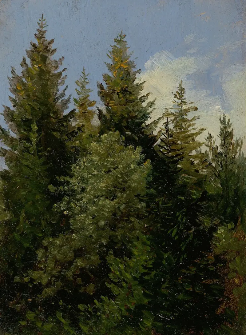 Jodły, Carl Gustav Carus