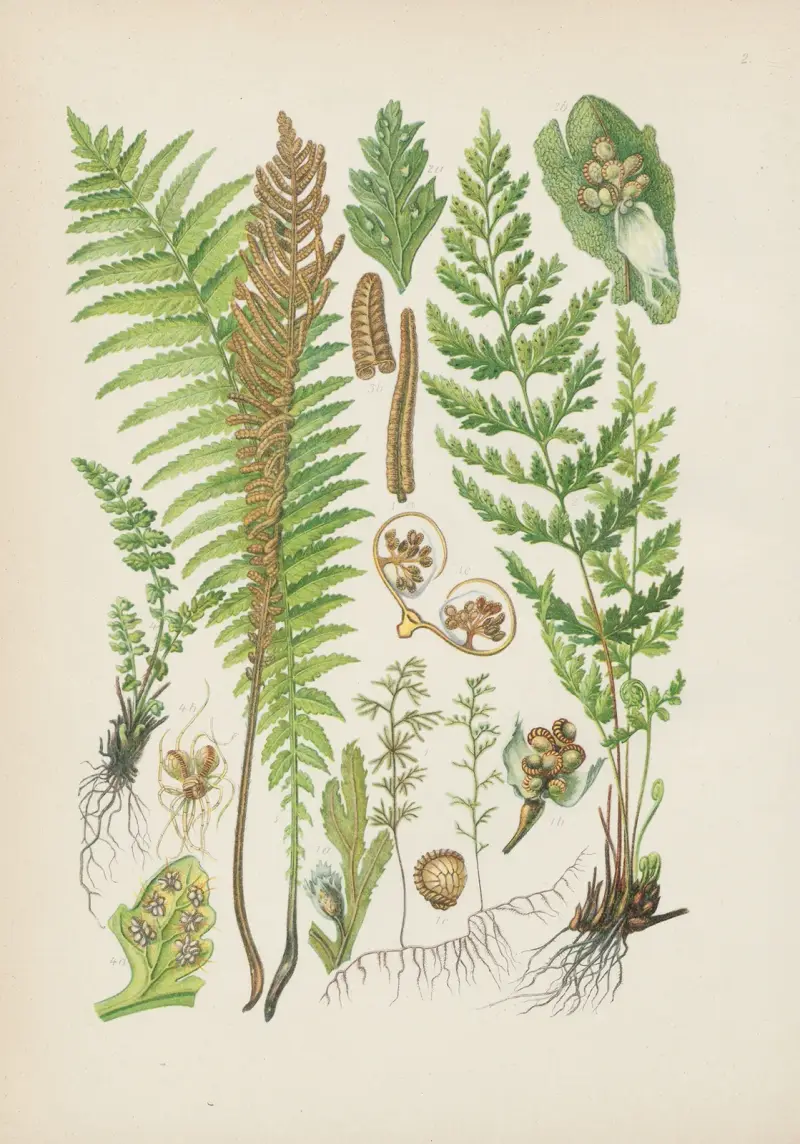 Illustrierte Flora von Mitteleuropa Pl.002 av Gustav Hegi