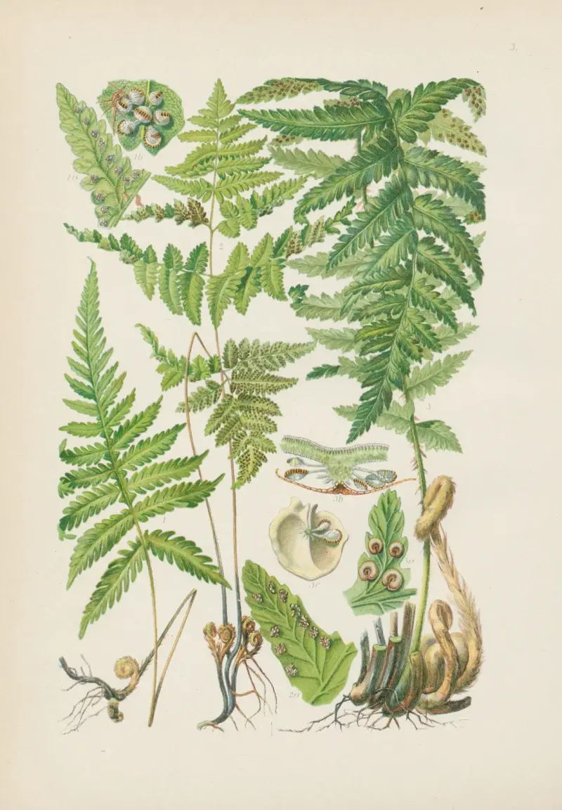 Illustrierte Flora von Mitteleuropa Pl. 003 von Gustav Hegi
