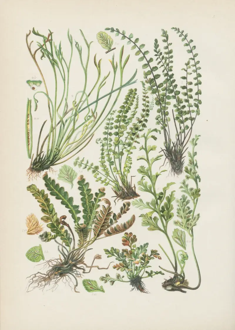 Illustrierte Flora von Mitteleuropa Pl.005 av Gustav Hegi