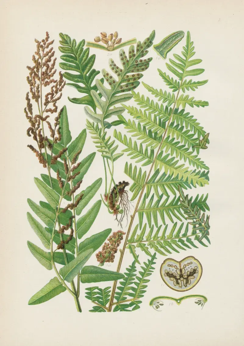 Illustrierte Flora von Mitteleuropa Pl.007 av Gustav Hegi