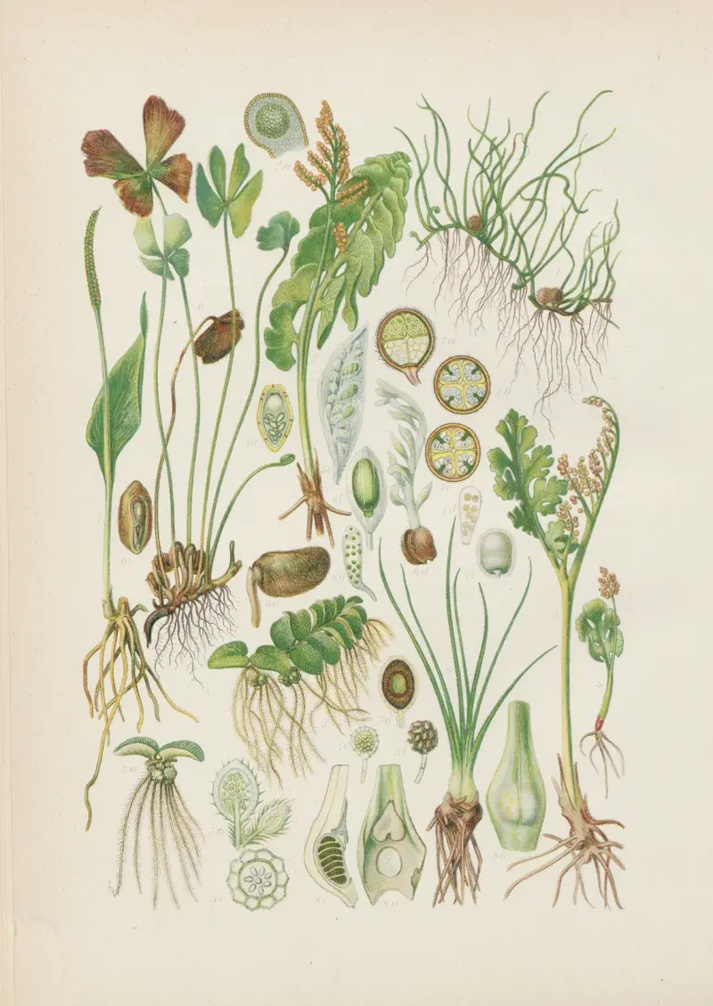 Illustrierte Flora von Mitteleuropa Pl.008 av Gustav Hegi