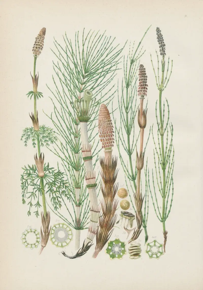 Illustrierte Flora von Mitteleuropa Pl.009 av Gustav Hegi
