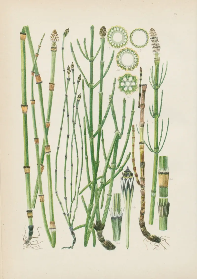 Illustrierte Flora von Mitteleuropa Pl.010 av Gustav Hegi
