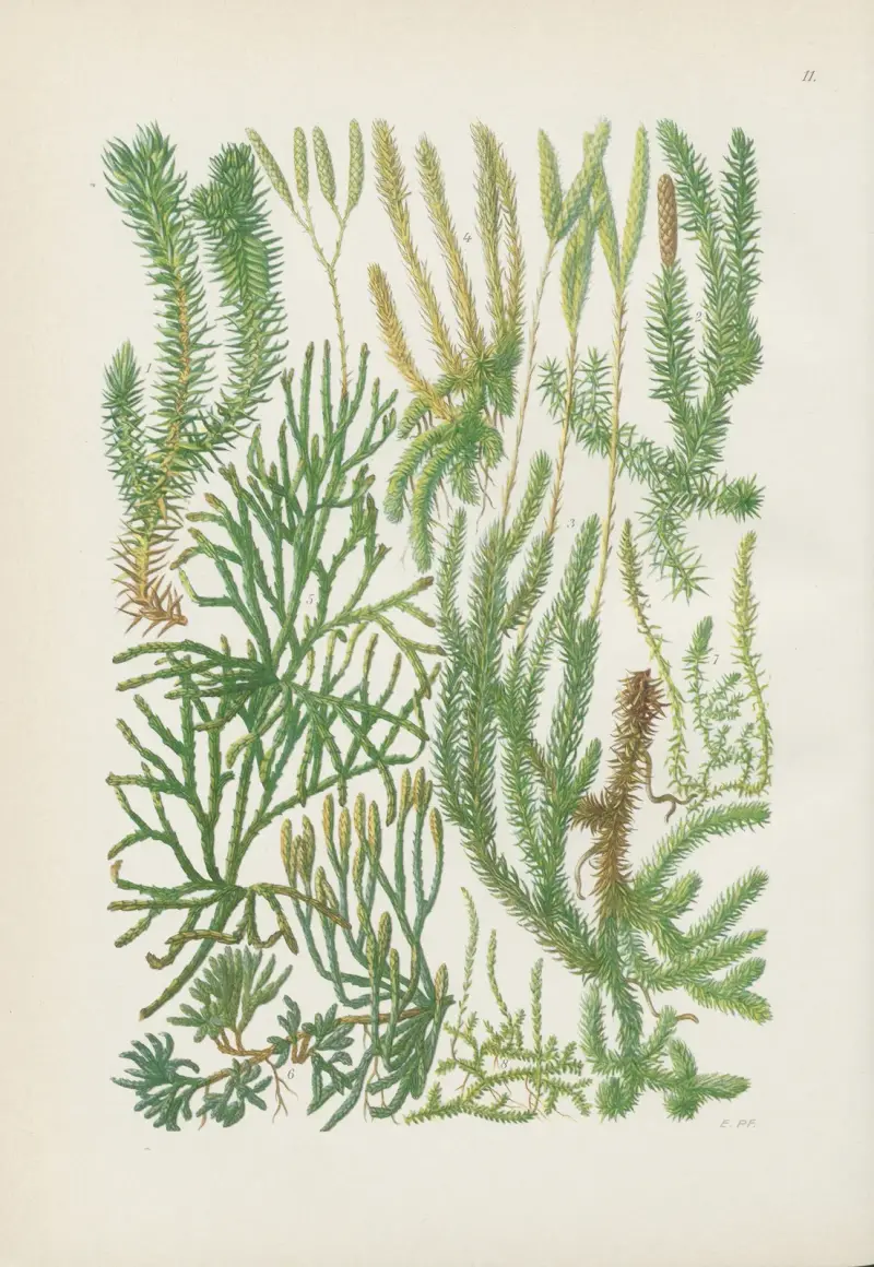 Illustrierte Flora von Mitteleuropa Pl.011 av Gustav Hegi
