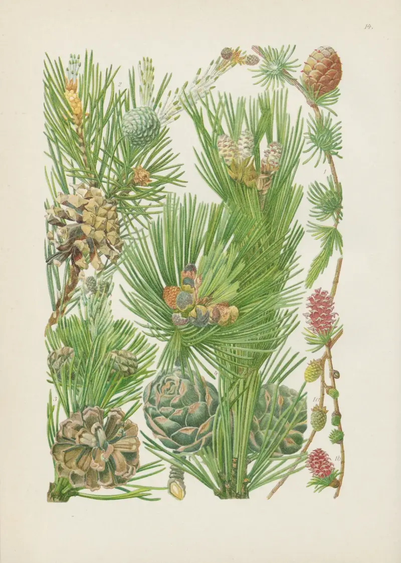 Illustrerade flora över Centraleuropa, plansch 014 av Gustav Hegi