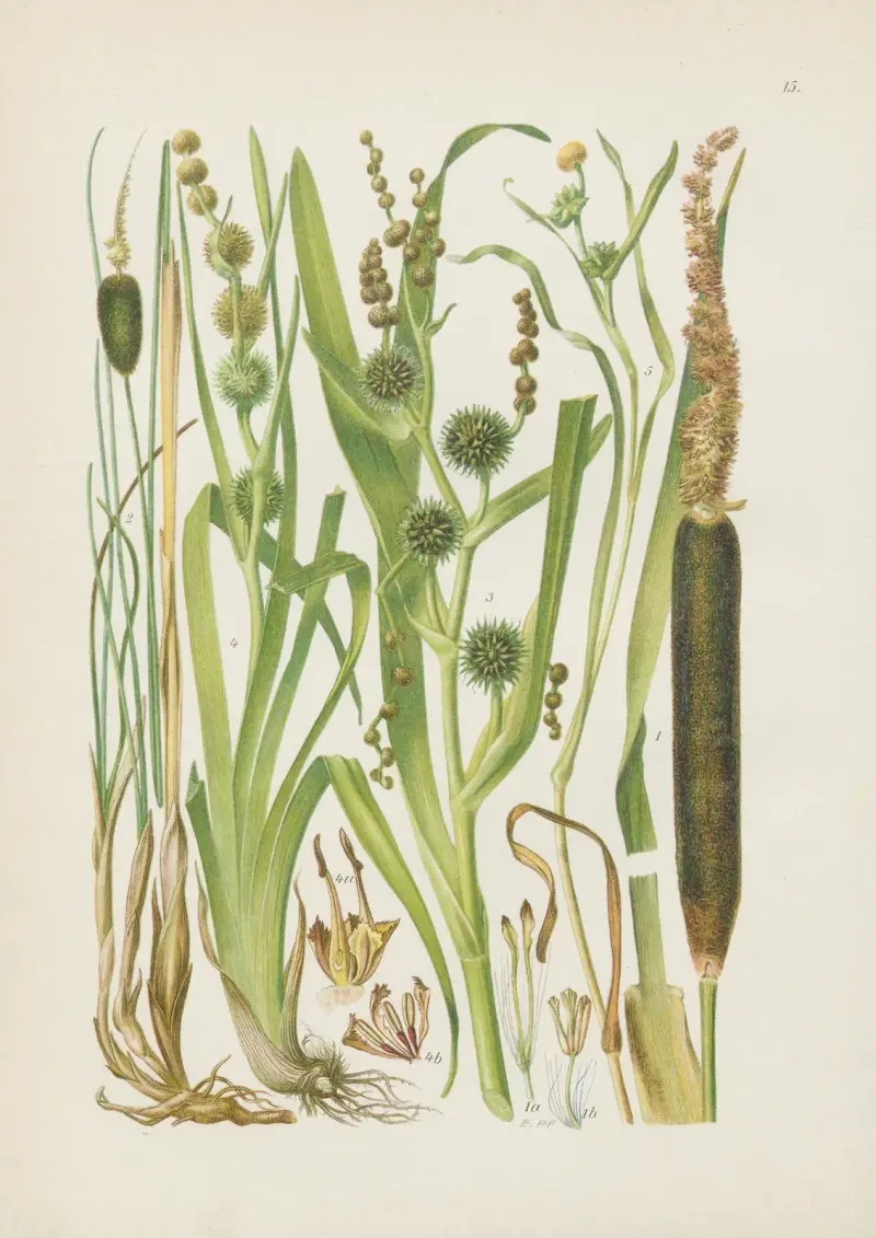 Illustrierte Flora von Mitteleuropa Pl.015 av Gustav Hegi