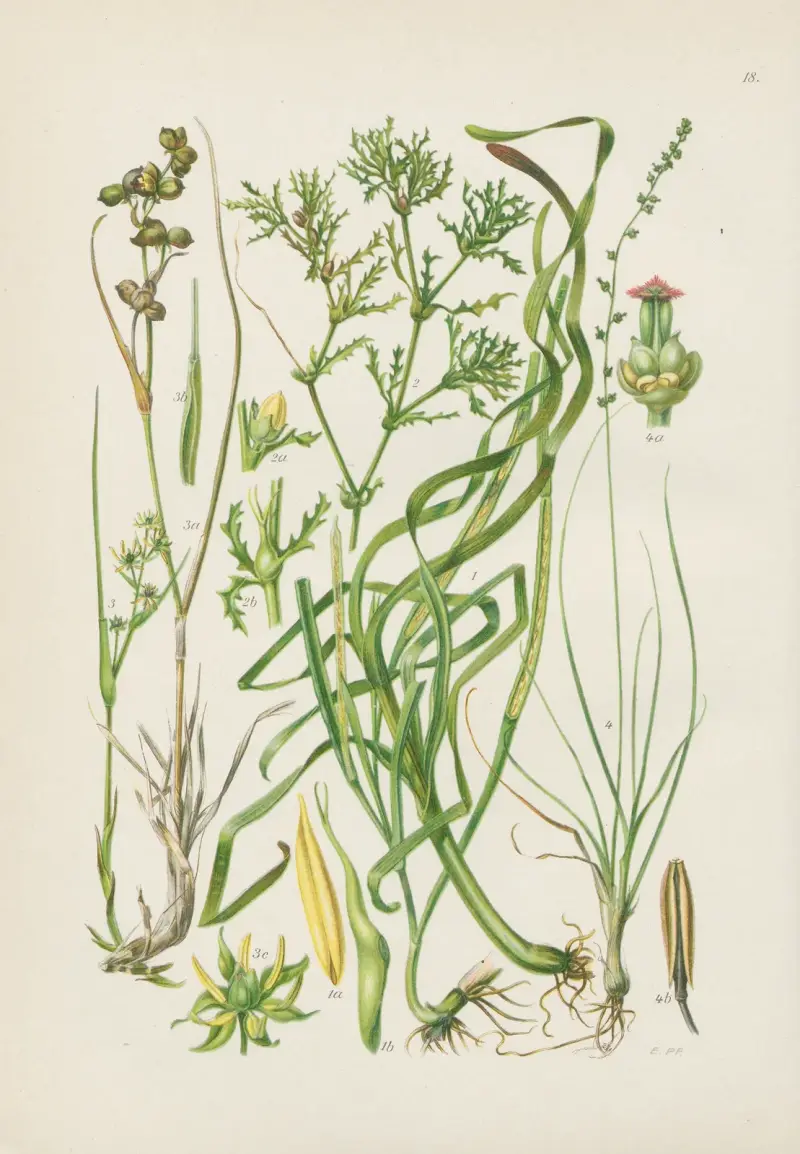 Illustrierte Flora von Mitteleuropa Pl.018 av Gustav Hegi