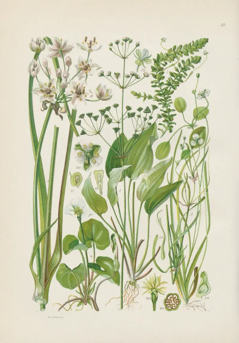 Illustrierte Flora von Mitteleuropa Pl.019 av Gustav Hegi